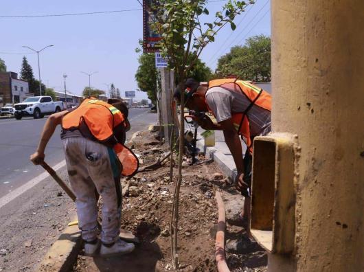 Autoridades locales plantan 80 árboles en la avenida 20 de Noviembre en Ocotlán; acusan a Gobierno de Jalisco de talar árboles sin avisar