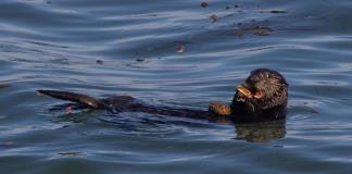 Las nutrias marinas, sobre todo hembras, usan herramientas para ampliar su dieta