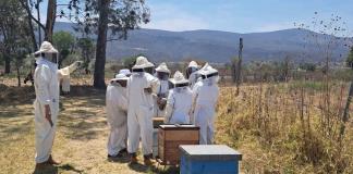 Para crear conciencia sobre su importancia, apicultores crean santuario de abejas con colmenas retiradas de la ciudad