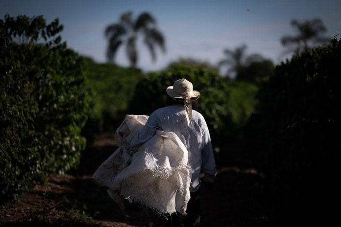 Productores negros de café, en busca de una reparación histórica en Brasil