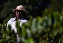 Productores negros de café buscan una reparación histórica en Brasil