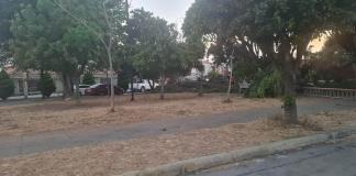 Poda de árboles en la colonia Mansiones no fue realizada por el gobierno municipal