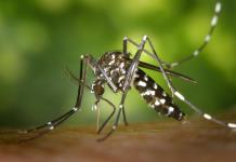 Comienza crecimiento de casos de dengue, esta semana en Jalisco se sumaron casi 100