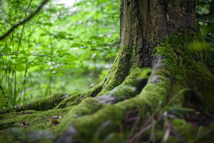 El cambio climático aleja a los árboles de los hongos del suelo que los sustentan El cambio climático aleja a los árboles de los hongos del suelo que los sustentan