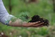 Avanza reforestación en Jalisco, aunque incendios han afectado casi 100 mil hectáreas