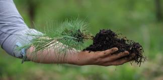 Avanza reforestación en Jalisco, aunque incendios han afectado casi 100 mil hectáreas