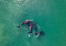 Las orcas ibéricas no atacan embarcaciones sino que juegan duro, dice investigadora