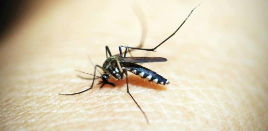 Con 8 millones de casos de dengue, la epidemia en las Américas no tiene precedentes