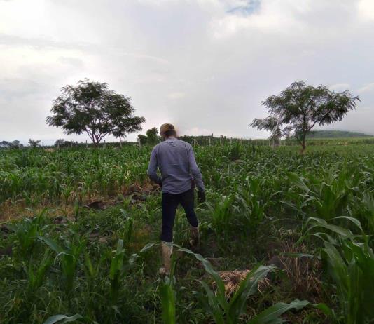 Falta de rentabilidad expulsa a agricultores de Jalisco hacia Estados Unidos
