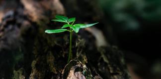 EEUU, país con mayor regulación para proteger biodiversidad y México, la nación con menos