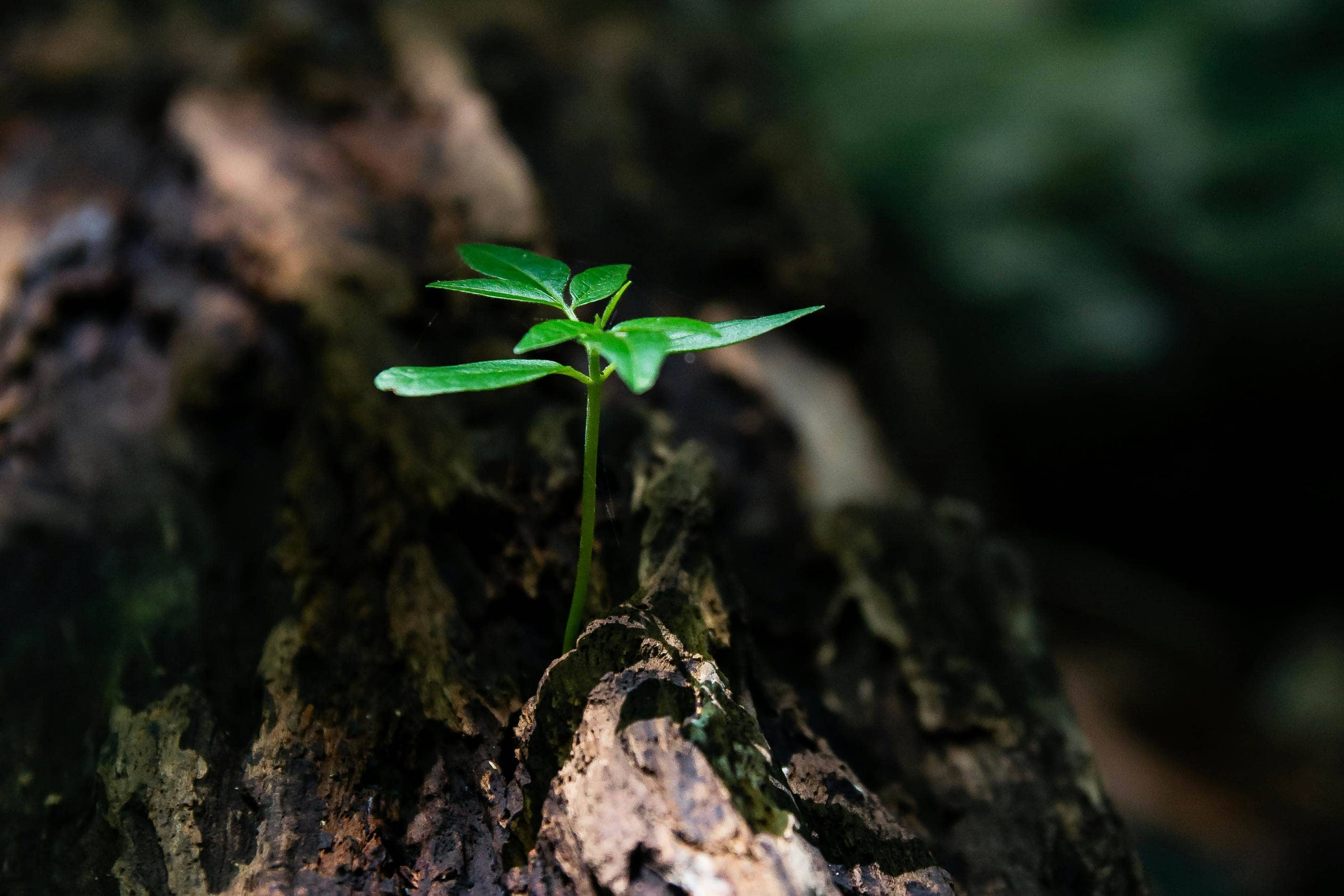 Islas: un tesoro de biodiversidad que alberga el 31% de todas las plantas de la Tierra