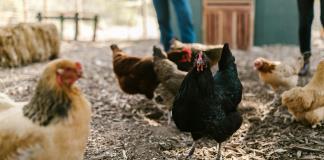 Infectólogo: Un contagio humano por la cepa H5N2 es un caso aislado pero obliga a vigilar