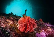 Descubren en Chile hidrocoral rojo más austral y en aguas más superficiales del mundo