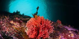 Descubren en Chile hidrocoral rojo más austral y en aguas más superficiales del mundo