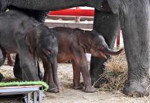 Inusual nacimiento de elefantes gemelos en Tailandia