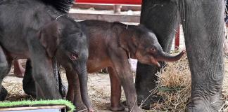 Inusual nacimiento de elefantes gemelos en Tailandia