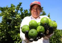 La producción agroalimentaria de México caerá un 1,9 % en 2024 por la crisis climática