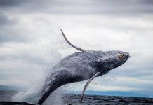 Islandia autoriza la caza de ballenas para la temporada 2024