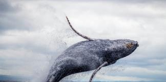 Islandia autoriza la caza de ballenas para la temporada 2024