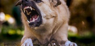 Reportan ataques de perros callejeros en El Carmen y Los Olivos; autoridades ignoran los reportes ciudadanos