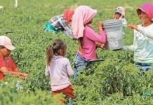 Día Mundial contra el Trabajo Infantil: 551 casos de trabajo Infantil en Autlán.