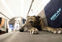 La aerolínea Air Ladrido se estrena como alternativa de lujo para perros