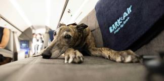 La aerolínea Air Ladrido se estrena como alternativa de lujo para perros