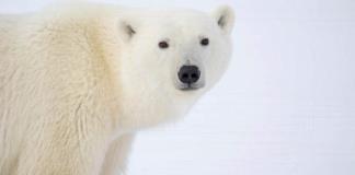 La desaparición de los osos polares de la bahía de Hudson podría ser inminente