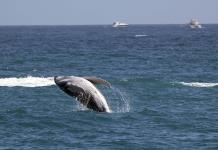 Las ballenas grises encogen a ritmo acelerado a medida que avanza el cambio climático