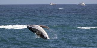 Las ballenas grises encogen a ritmo acelerado a medida que avanza el cambio climático