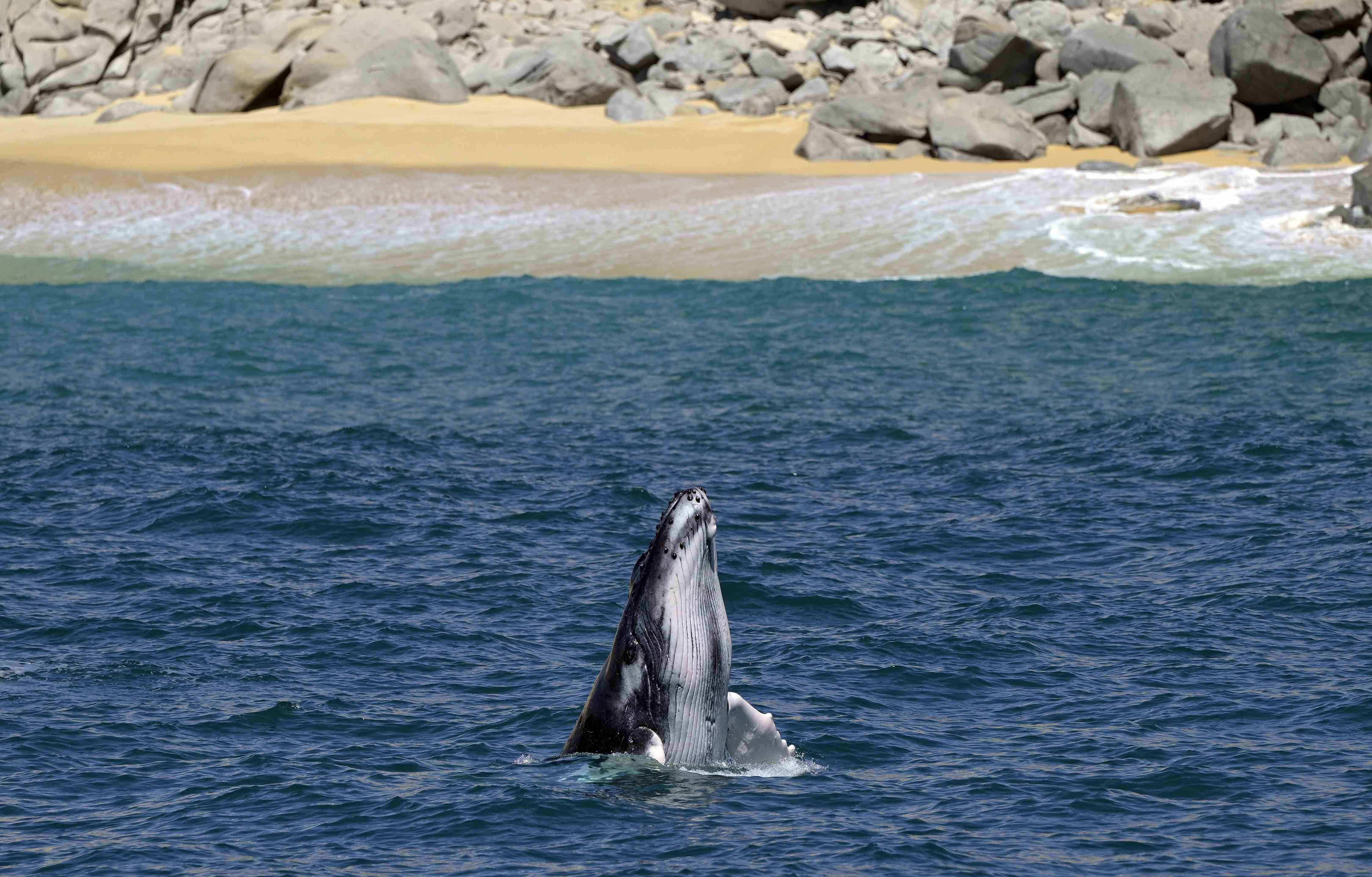 Las ballenas grises encogen a ritmo acelerado a medida que avanza el cambio climático