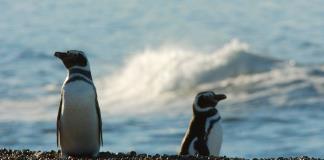 Regresan 14 pingüinos magallánicos al mar en Argentina tras rescate por desnutrición