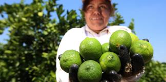 Organizaciones piden a Sheinbaum una política agrícola libre de transgénicos en México