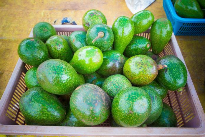 Productores de aguacate buscan reactivar exportaciones de Michoacán a EE.UU. Productores de aguacate buscan reactivar exportaciones de Michoacán a EE.UU.