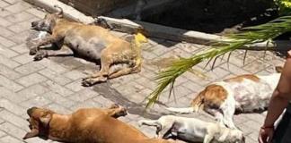 Denuncian muerte de perros y gatos en Habitacional San Andrés; sospechan posible envenenamiento