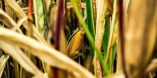 ONG piden a panel del T-MEC que defienda los maíces nativos de México ante el transgénico
