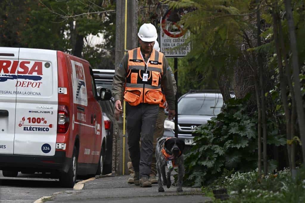 Suki, el único olfato que detecta fugas de agua subterráneas en Chile