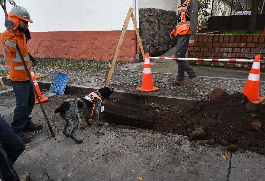 Suki, el único olfato que detecta fugas de agua subterráneas en Chile