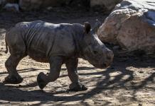 Nace en un zoológico chileno la tercera cría de rinoceronte blanco de Suramérica
