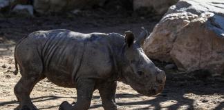 Nace en un zoológico chileno la tercera cría de rinoceronte blanco de Suramérica