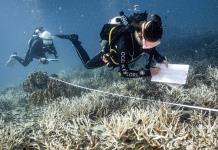 El auge del submarinismo para salvar los arrecifes de coral