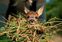Salvar a Bambi, una campaña en Bélgica para rescatar cervatillos