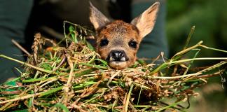 Salvar a Bambi, una campaña en Bélgica para rescatar cervatillos