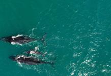 Las ballenas fueron más felices durante la pandemia de la covid, revela estudio científico