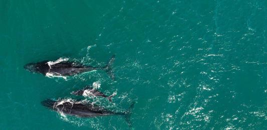 Las ballenas fueron más felices durante la pandemia de la covid, revela estudio científico