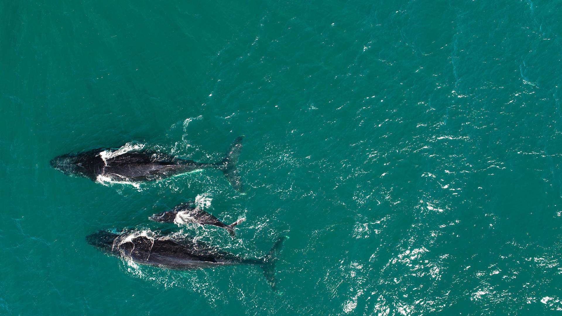 Con el argumento Salven a las ballenas, los detractores de la energía eólica crecen en las costas de EEUU