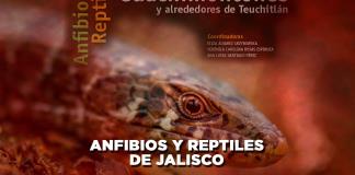 Anfibios y reptiles de Jalisco: Guachimontones y alrededores de Teuchitlán - El Expresso de las 10 - Vi. 05 Julio 2024