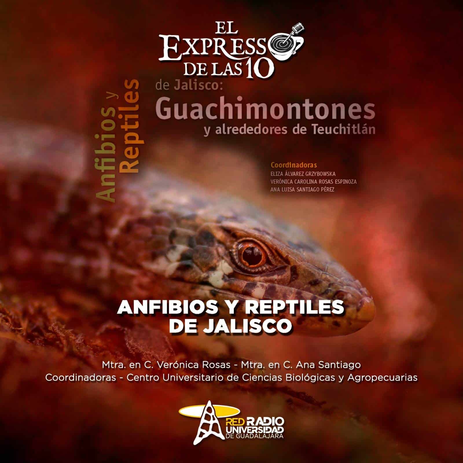 Anfibios y reptiles de Jalisco: Guachimontones y alrededores de Teuchitlán - El Expresso de las 10 - Vi. 05 Julio 2024