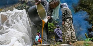 El incierto futuro de los recolectores de miel loca del Himalaya a causa del cambio climático