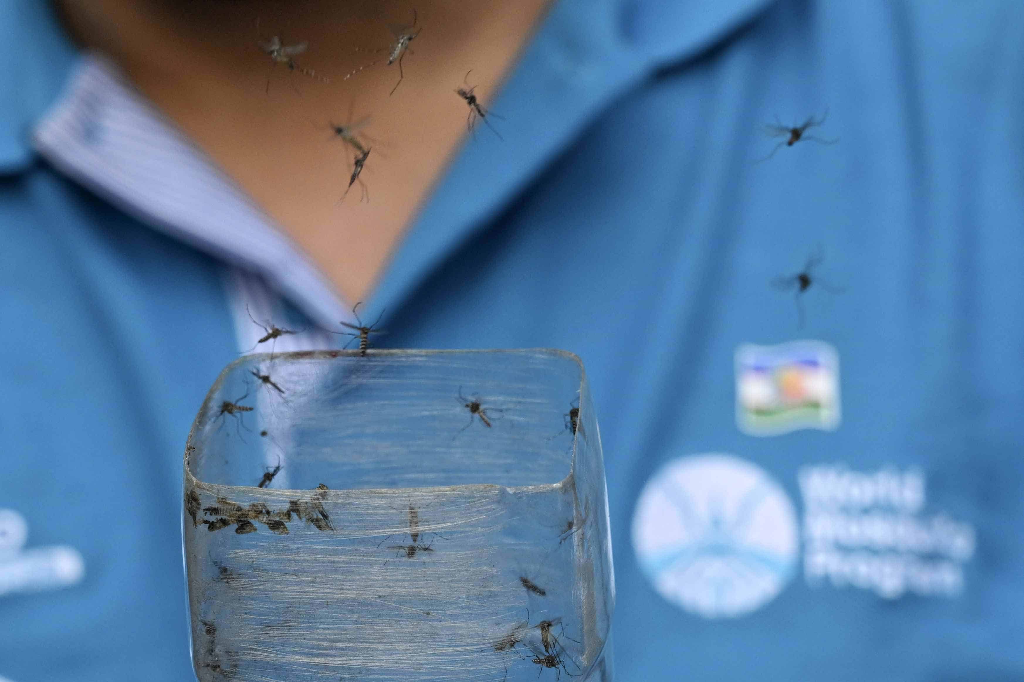 Una biofábrica de mosquitos en Colombia lucha contra el dengue y la desinformación